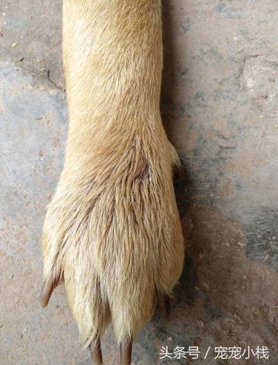 狗狗被毒蛇咬自己会找草药不,狗狗被咬伤了可以用什么草药