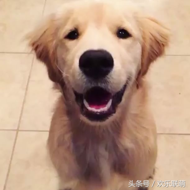 狗狗中暑缓解后是什么表现,天干物燥小心中暑