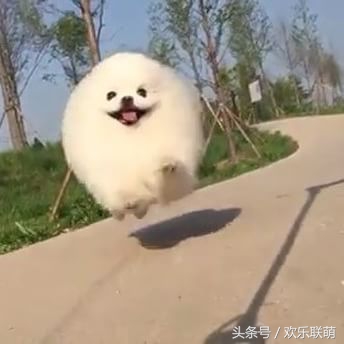 狗狗中暑缓解后是什么表现,天干物燥小心中暑