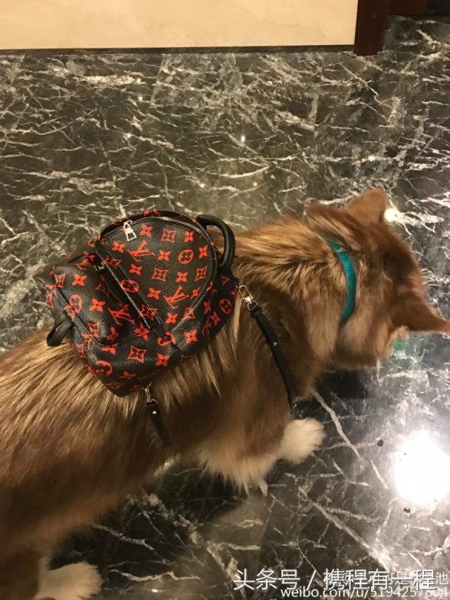 王思聪可以带狗上飞机吗 (王思聪飞机可以带狗吗)