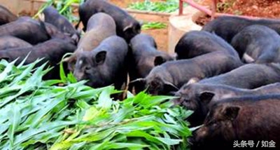 睁大眼睛：田间这种杂草，养猪人爱不释手！