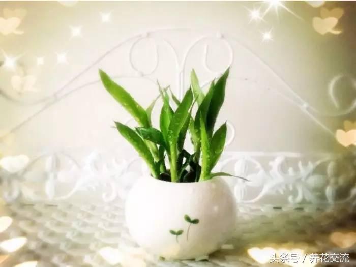 适合家里养的32种花绿植,净化空气绿植盆栽有哪些