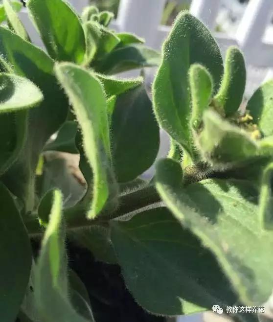 她把这些花养成了花球，竟然靠的是小小剪刀一把？