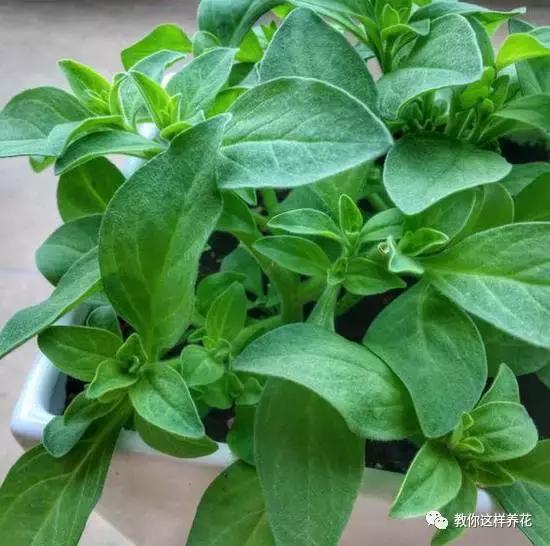 她把这些花养成了花球，竟然靠的是小小剪刀一把？