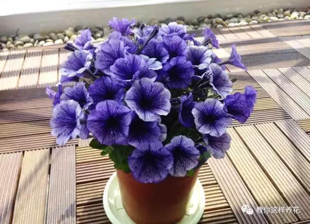 她把这些花养成了花球，竟然靠的是小小剪刀一把？