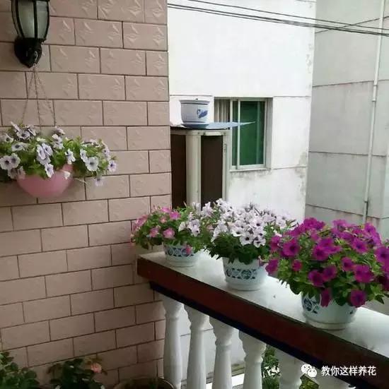 她把这些花养成了花球，竟然靠的是小小剪刀一把？