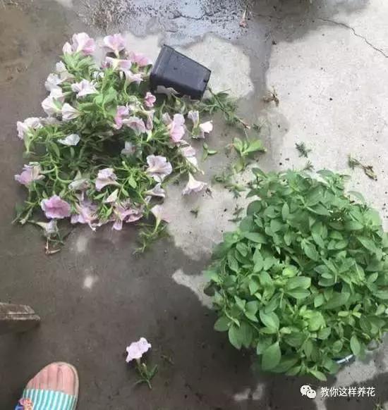 她把这些花养成了花球，竟然靠的是小小剪刀一把？