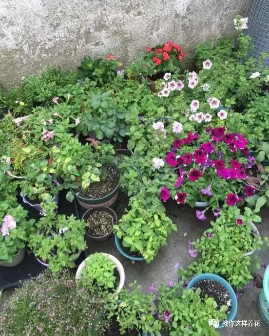 她把这些花养成了花球，竟然靠的是小小剪刀一把？