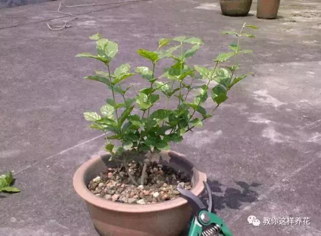 她把这些花养成了花球，竟然靠的是小小剪刀一把？