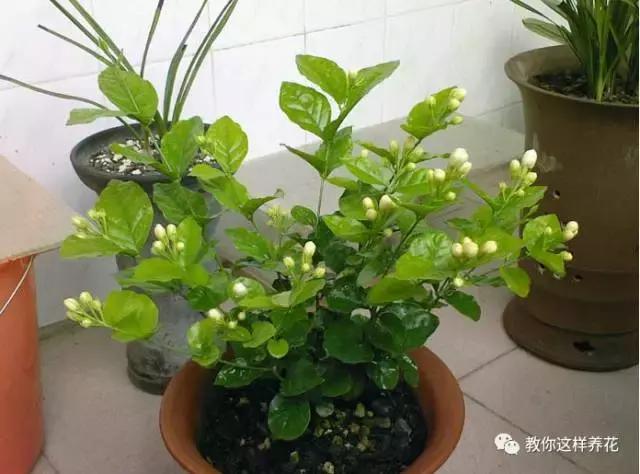 她把这些花养成了花球，竟然靠的是小小剪刀一把？