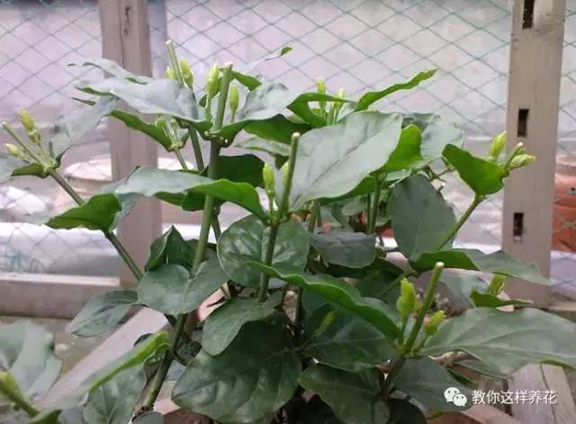 她把这些花养成了花球，竟然靠的是小小剪刀一把？