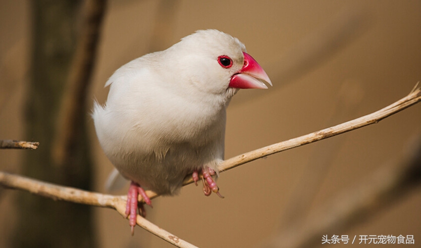 开元宠物食品旗舰店工厂,开元宠物鸟粮
