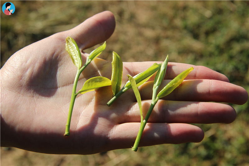 普洱茶价格到底多少钱一斤合适,普洱茶的价格是多少钱一斤云南