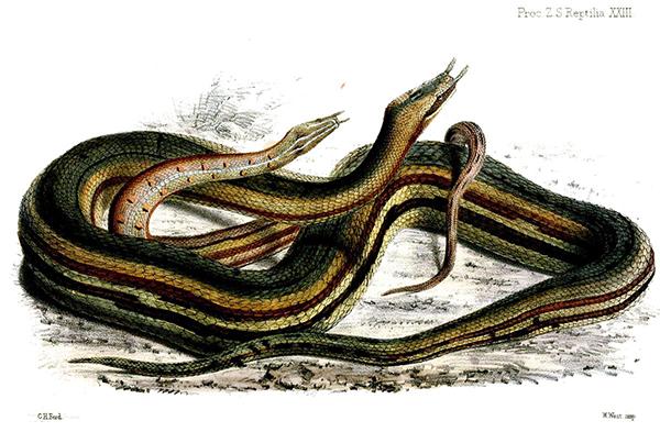 震惊!爬虫类竟会使“三十六计”(四)