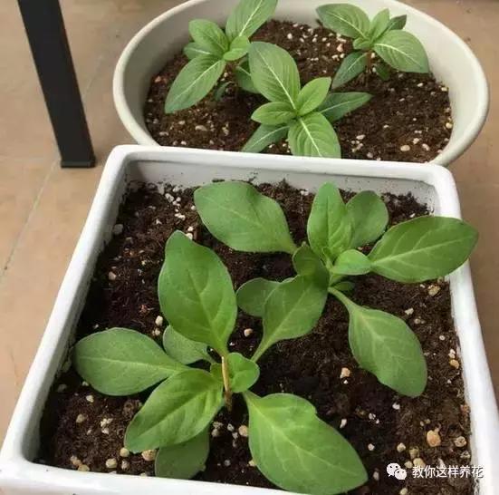 她把这些花养成了花球，竟然靠的是小小剪刀一把？