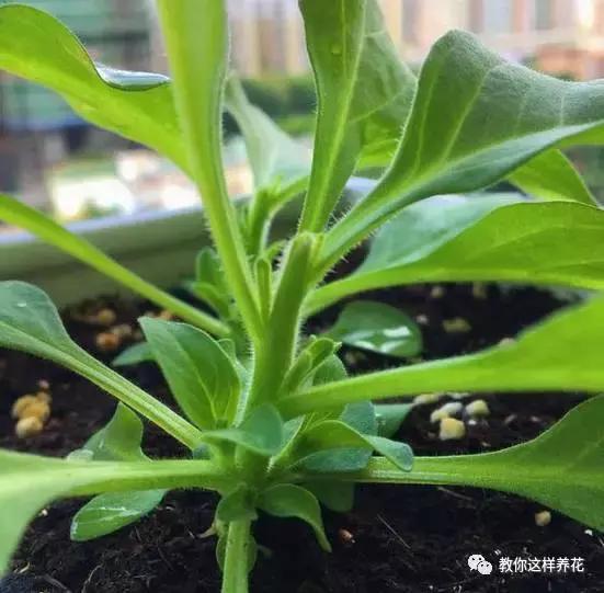 她把这些花养成了花球，竟然靠的是小小剪刀一把？