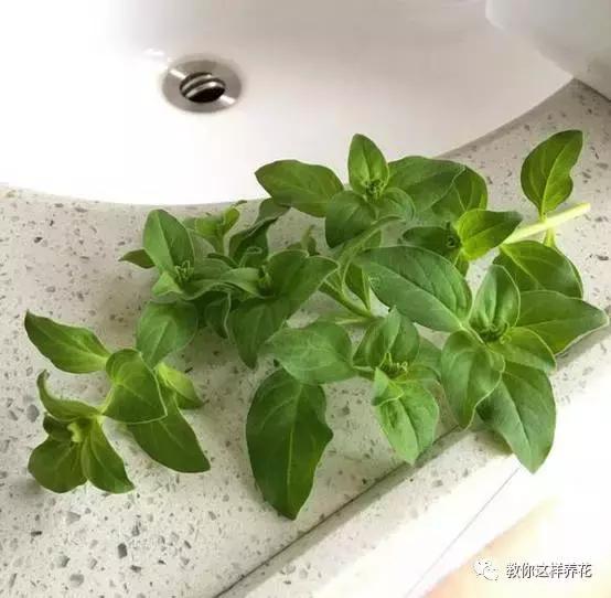 她把这些花养成了花球，竟然靠的是小小剪刀一把？