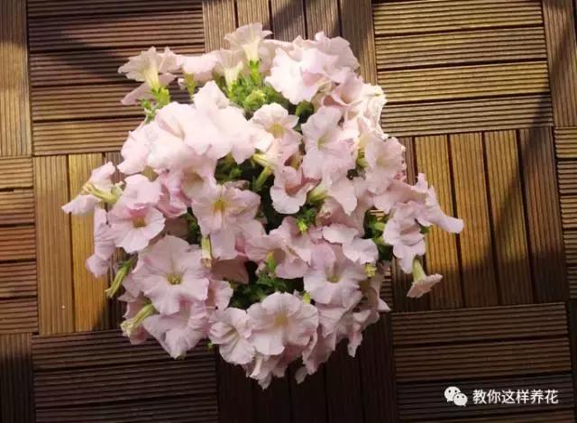 她把这些花养成了花球，竟然靠的是小小剪刀一把？