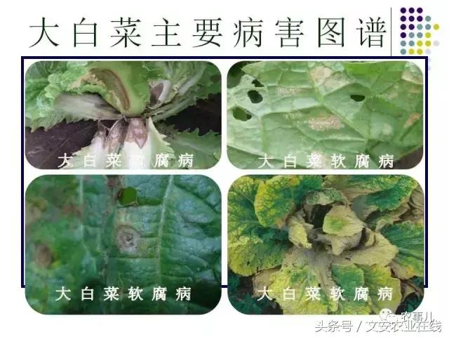 大白菜常见病虫害及防治方法,大白菜早期病虫害防治方法
