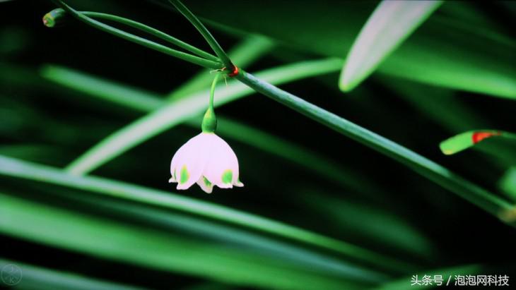 1099的小米到底值不值,3299买的小米可靠吗