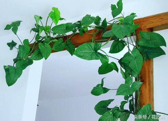 王昱珩热带雨林墙,王昱珩绿植墙怎么做的