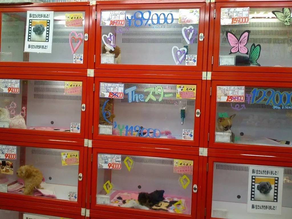 捕杀流浪猫狗的国家,大量捕杀流浪猫犯法吗