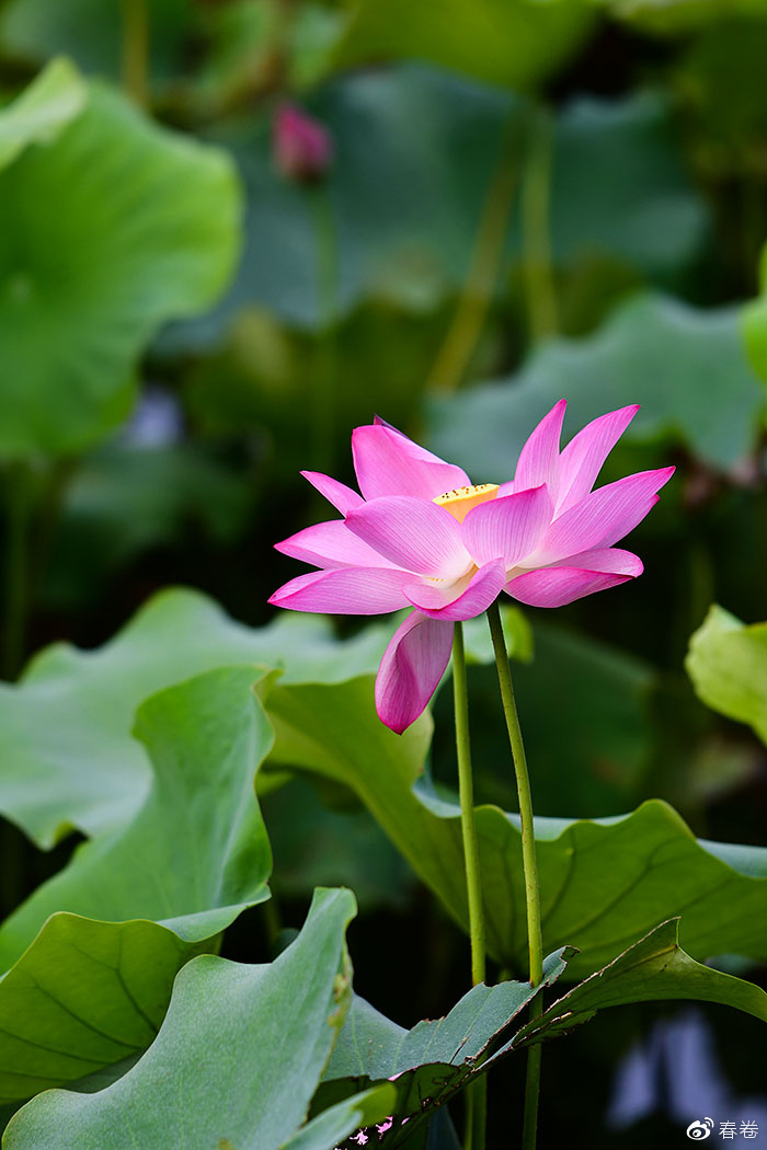 尼康和腾龙合作的镜头,尼康腾龙长变焦镜头比较