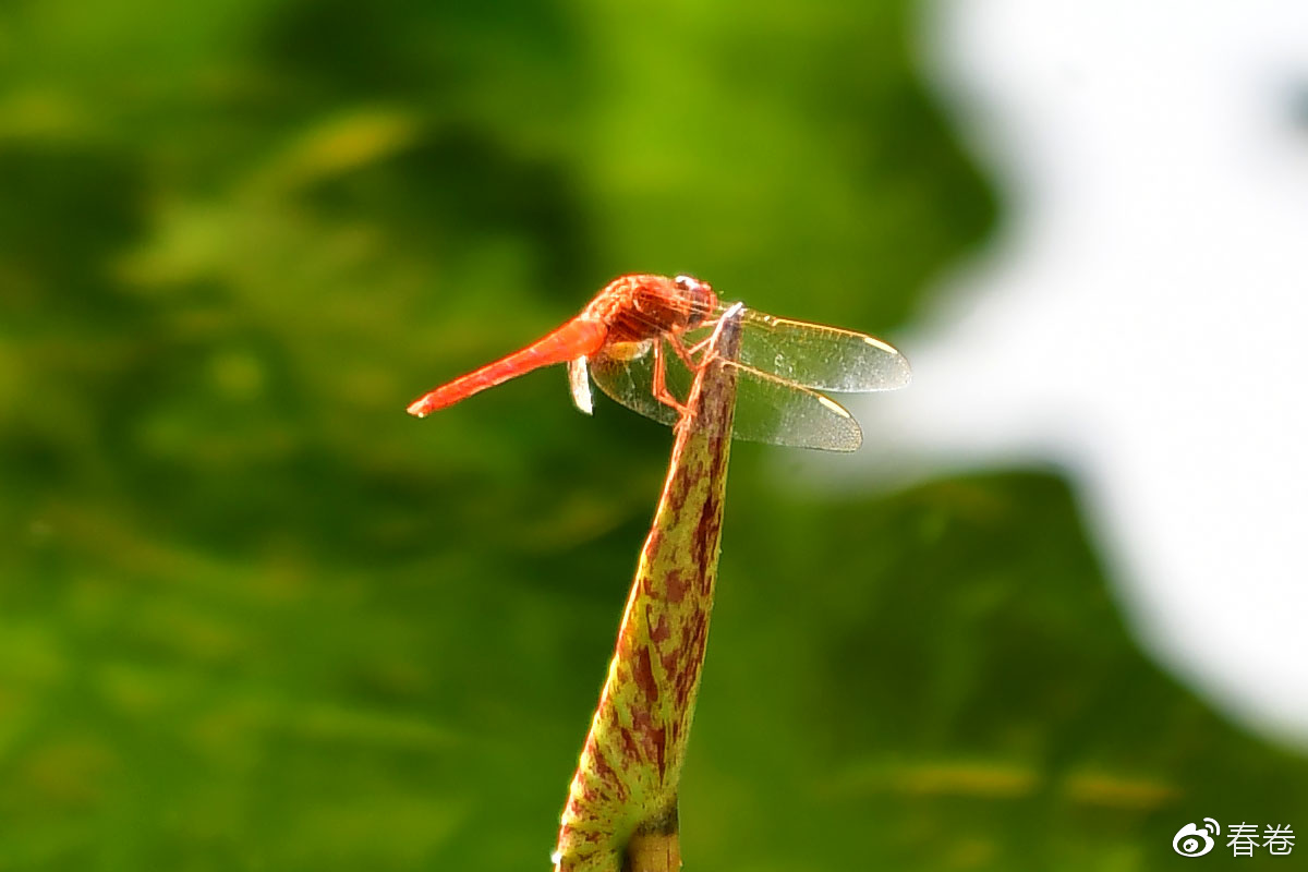 尼康和腾龙合作的镜头,尼康腾龙长变焦镜头比较
