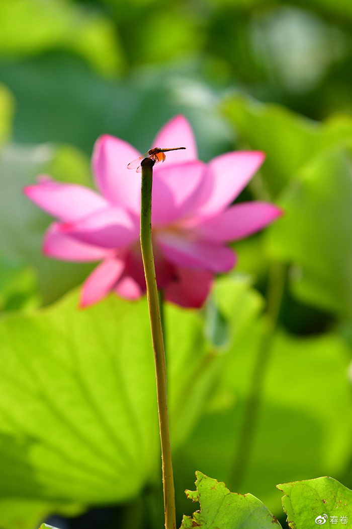 尼康和腾龙合作的镜头,尼康腾龙长变焦镜头比较