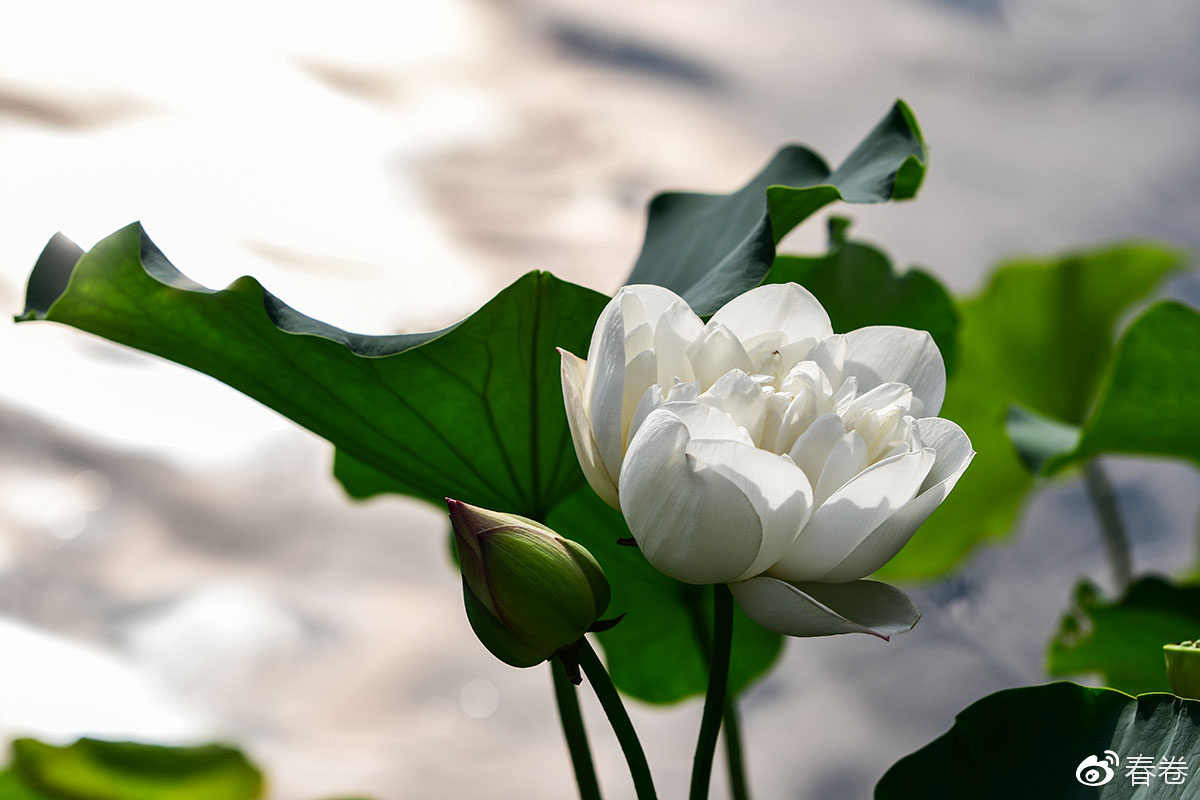 尼康和腾龙合作的镜头,尼康腾龙长变焦镜头比较