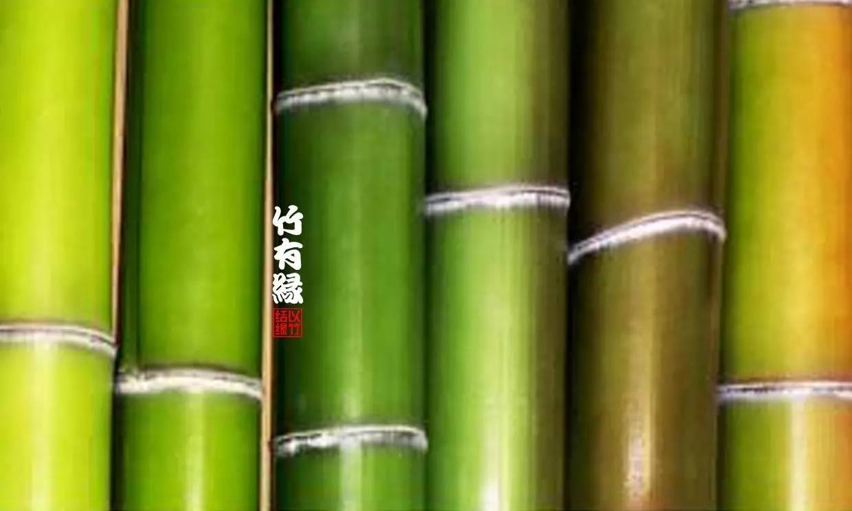 竹子染色水,竹子怎么无药染色