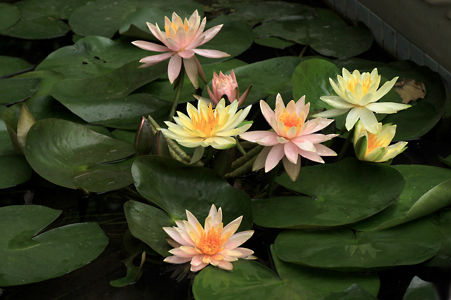 荷花和睡莲的区别在哪里,睡莲与荷花区别在什么地方