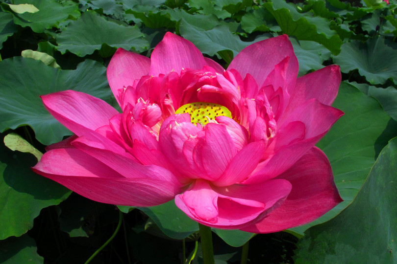 荷花和睡莲的区别在哪里,睡莲与荷花区别在什么地方