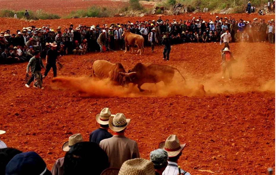 最近什么地方有火把节,火把节哪里比较热闹
