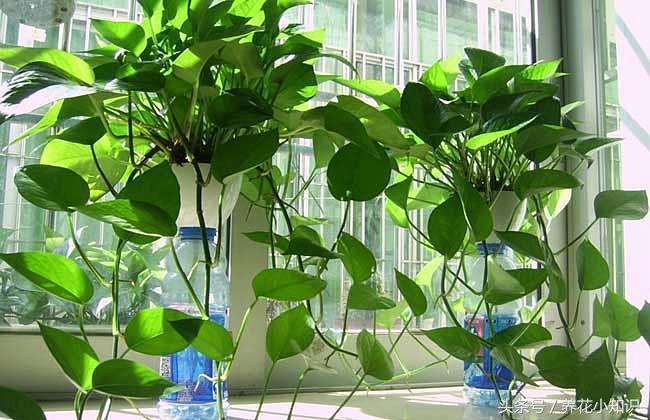 冬季水培绿萝叶黄有点烂根咋办,绿萝过冬后叶黄黑斑解救小妙招