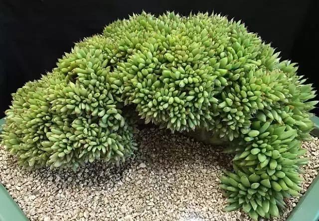 10多万一盆的多肉有吗 (他凭一个浇水口诀养了2000盆多肉)