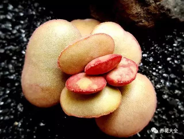 10多万一盆的多肉有吗 (他凭一个浇水口诀养了2000盆多肉)