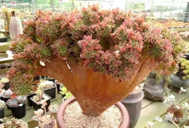 10多万一盆的多肉有吗 (他凭一个浇水口诀养了2000盆多肉)
