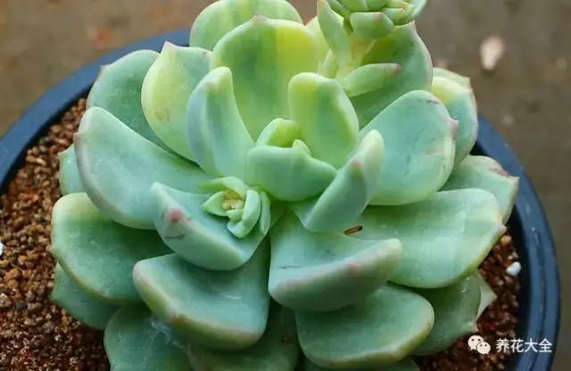 10多万一盆的多肉有吗 (他凭一个浇水口诀养了2000盆多肉)