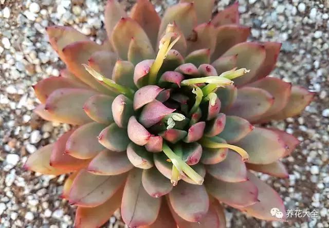 10多万一盆的多肉有吗 (他凭一个浇水口诀养了2000盆多肉)