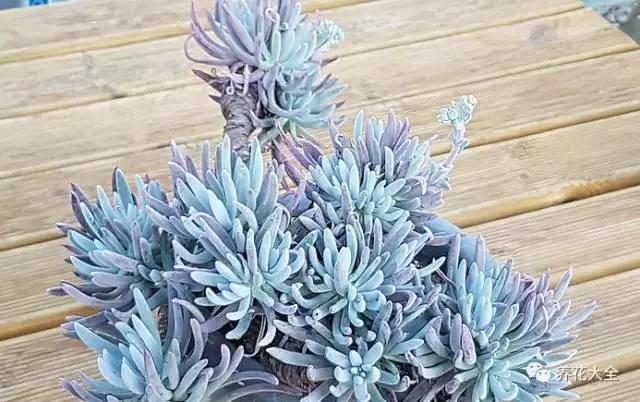 10多万一盆的多肉有吗 (他凭一个浇水口诀养了2000盆多肉)