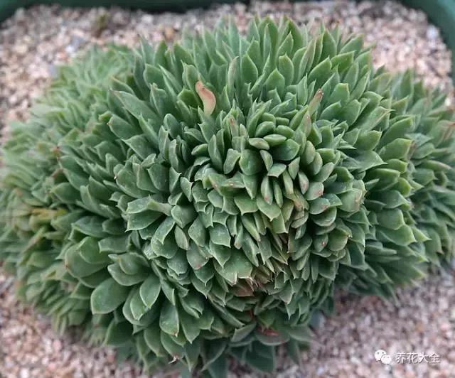 10多万一盆的多肉有吗 (他凭一个浇水口诀养了2000盆多肉)