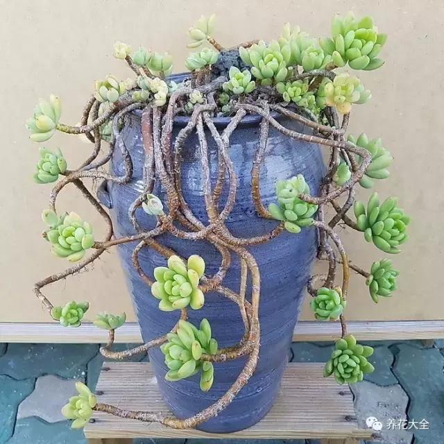 10多万一盆的多肉有吗 (他凭一个浇水口诀养了2000盆多肉)