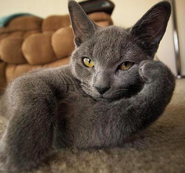 猫咪怀孕生产用药,猫咪怀孕生了小宝宝后怎么照顾