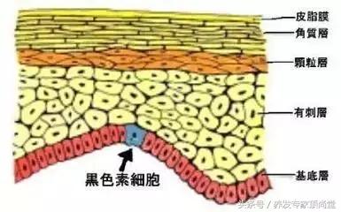 白发转黑不用染靠谱么,白发转黑按什么穴位