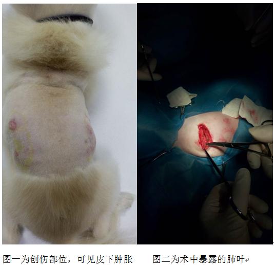 犬气胸能自愈么,犬猫气胸病例