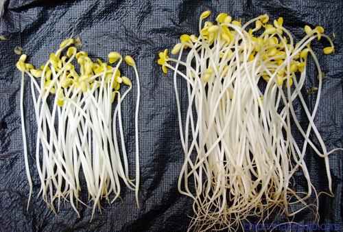 餐桌上你所忽视的健康隐患,餐桌上常见的十大有毒的食物