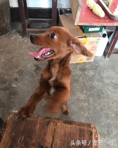 出售泰迪幼犬30元一只,出售幼犬100元以内泰迪