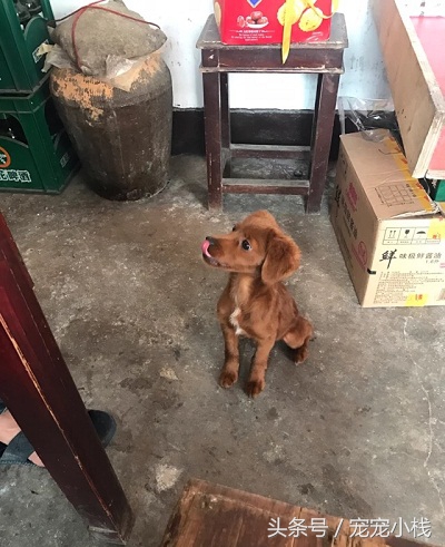 出售泰迪幼犬30元一只,出售幼犬100元以内泰迪