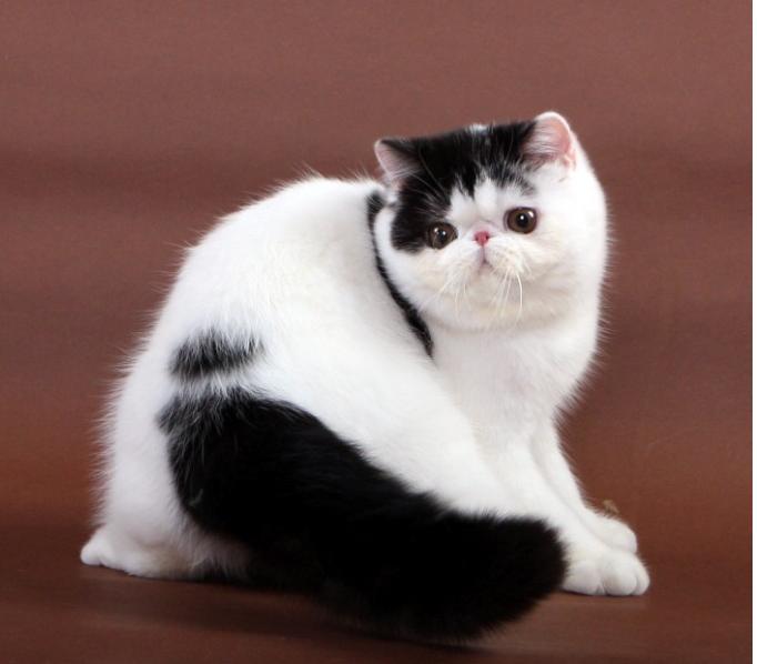 真正加菲猫十分可爱,真实的加菲猫